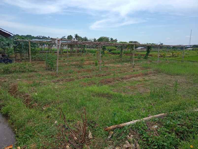 dijual tanah ex perkebunan