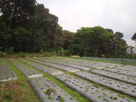 dijual tanah jalan kolonel masturi desa