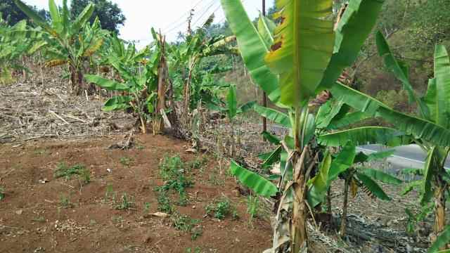 dijual tanah jalan raya lintas sumatera