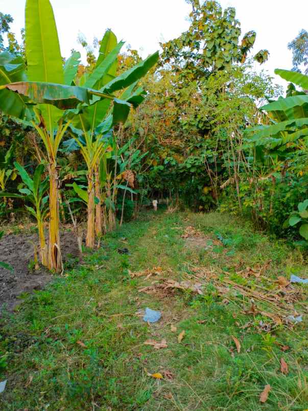 dijual tanah kebun jati 1071m sragen