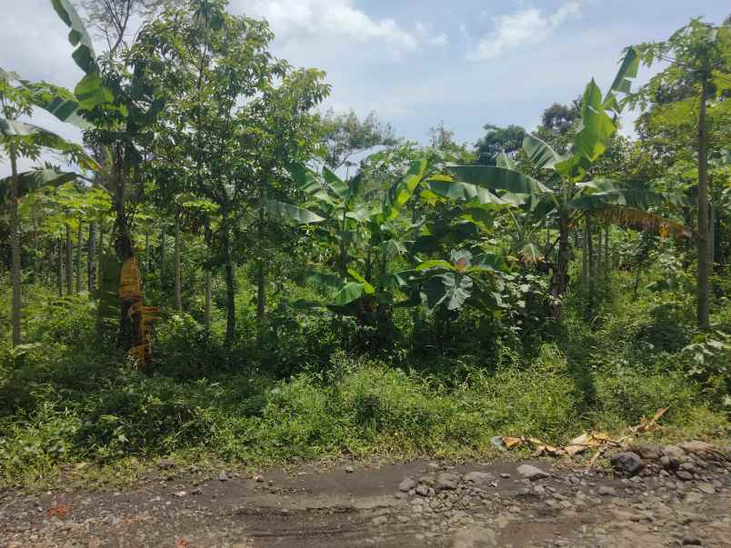 dijual tanah kebun pinggir jalan desa di randobawa