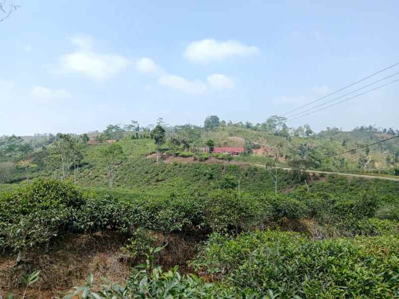 dijual tanah kebun produktif pinggir jalan