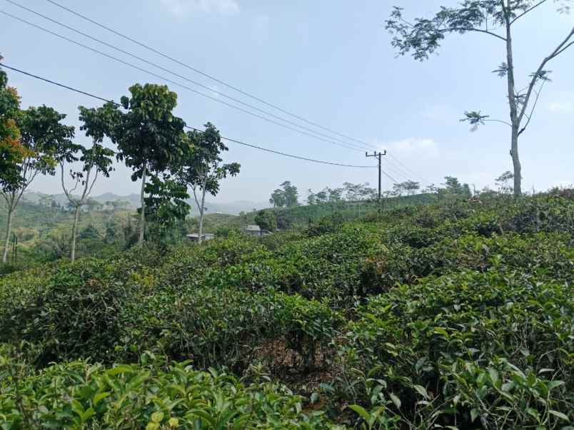 dijual tanah kebun produktif pinggir jalan