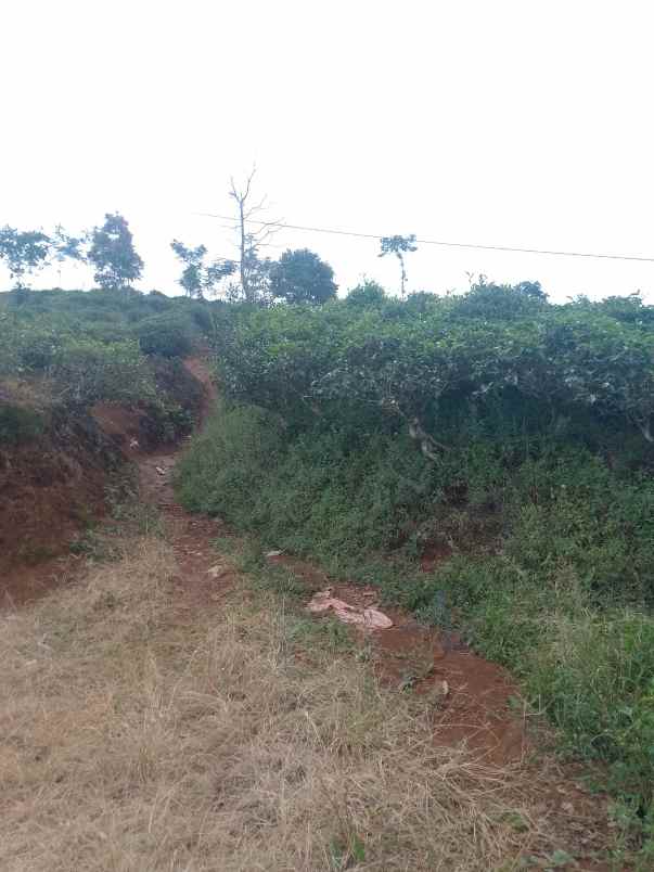 dijual tanah kebun produktif pinggir jalan