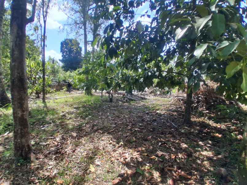 dijual tanah luas besar los sungai view perbukitan