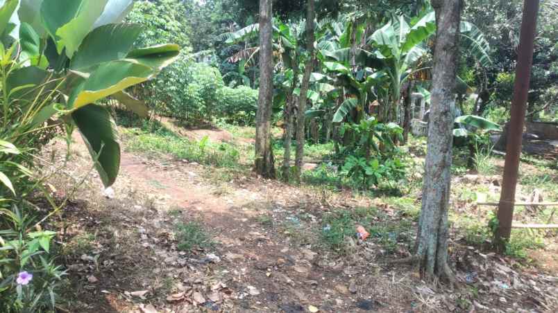 dijual tanah perkebunan asri