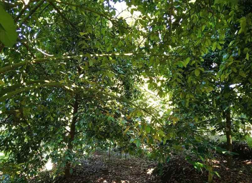dijual tanah sanda pupuan tabanan