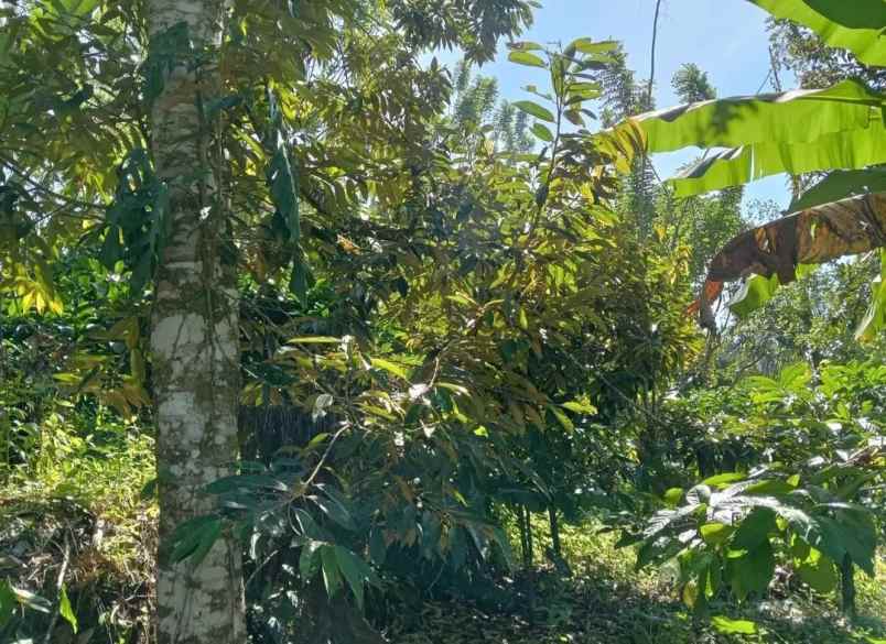 dijual tanah sanda pupuan tabanan