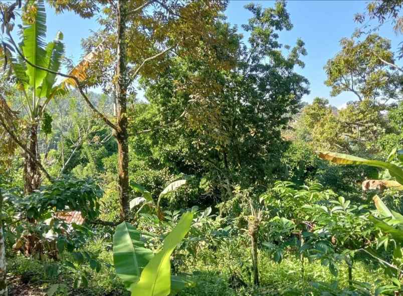 dijual tanah sanda pupuan tabanan