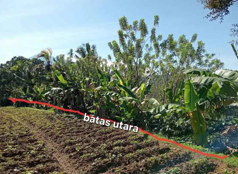 dijual tanah sanda pupuan tabanan