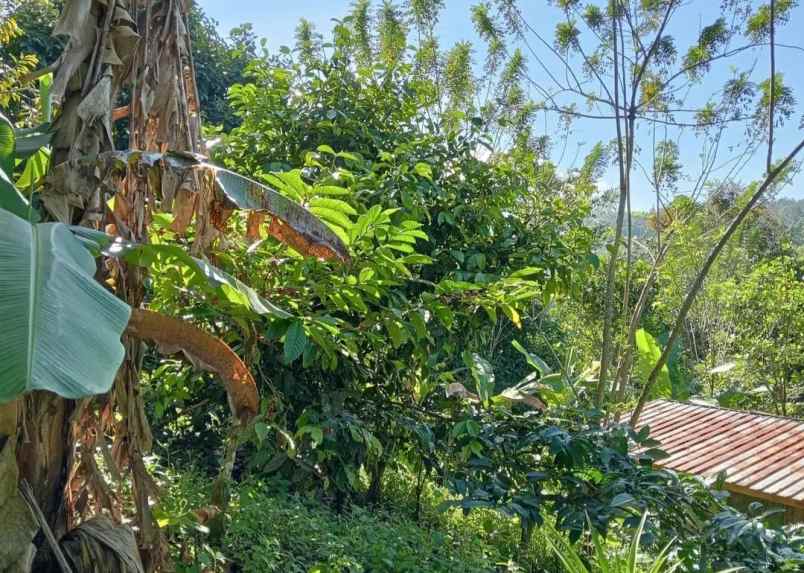 dijual tanah sanda pupuan tabanan
