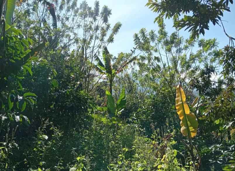 dijual tanah sanda pupuan tabanan