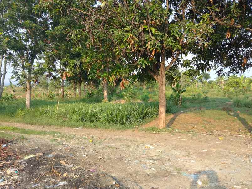 dijual tanah sarwadadi talun cirebon