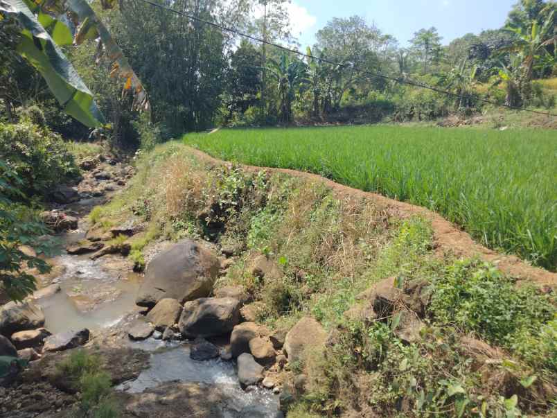 dijual tanah sawah pinggir jl desa di pancalang