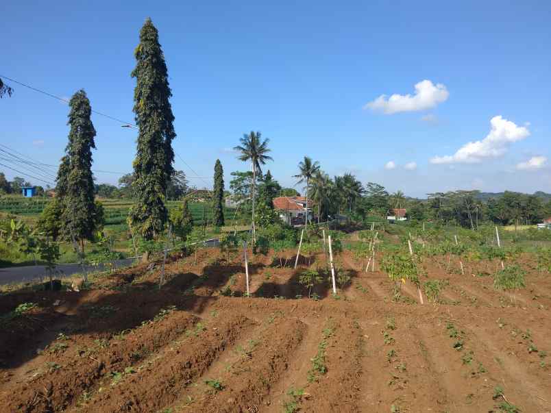 dijual tanah strategis pinggir jalan kabupaten