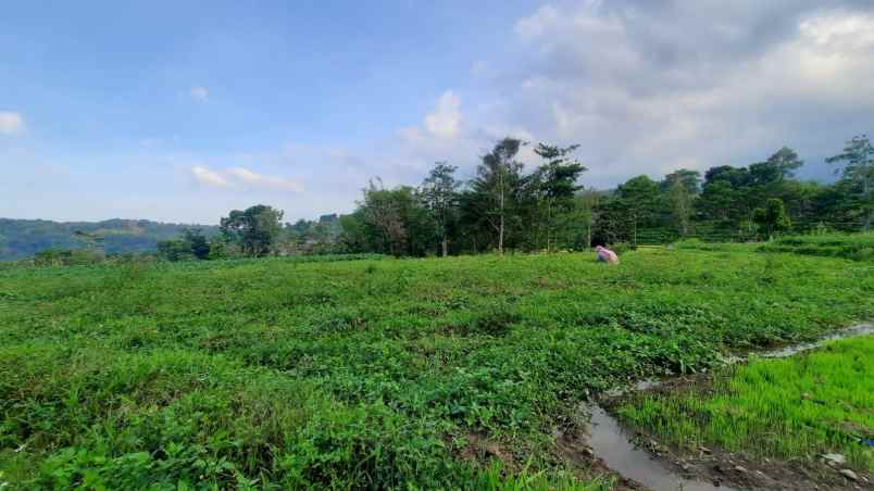 dijual tanah tanjungsari tanjungarum