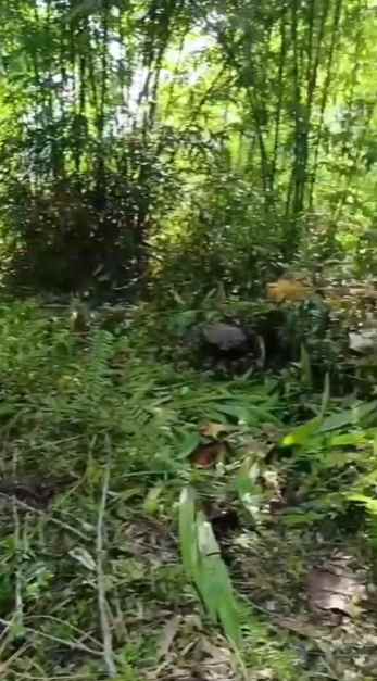 dijual tanah wanagiri kauh selemadeg