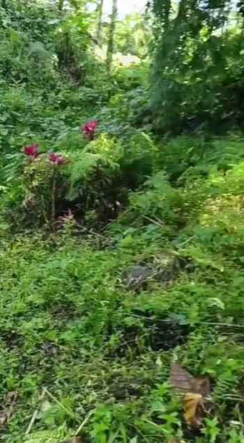 dijual tanah wanagiri kauh selemadeg