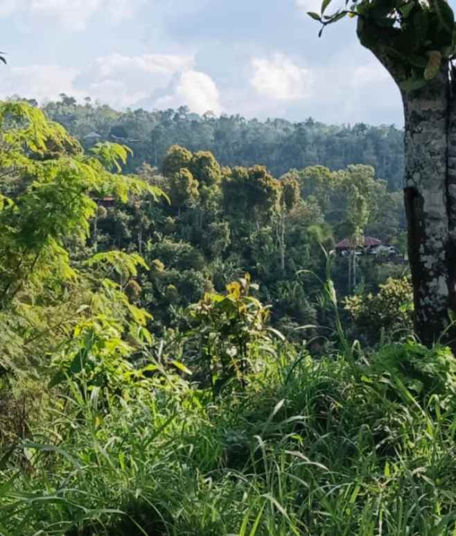 dijual tanah wanagiri singaraja bali