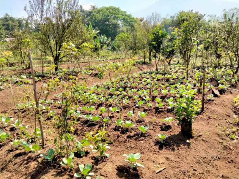 dijual villa eksklusif di batu suasana asri dan sejuk