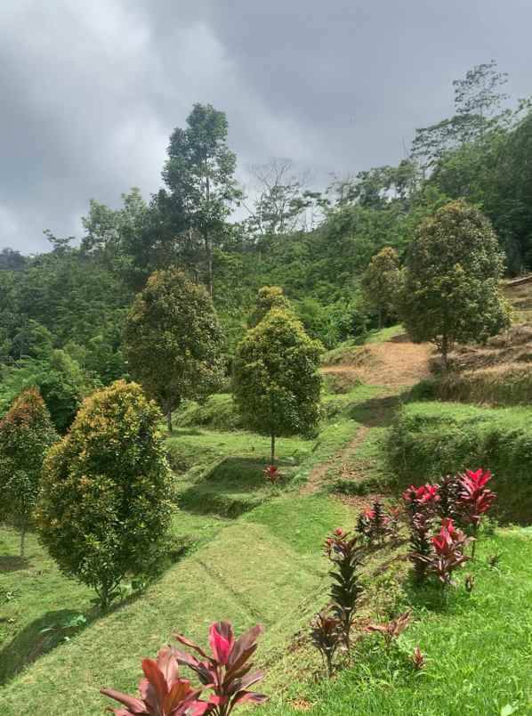 disewakan tanah desa lemukih buleleng bali