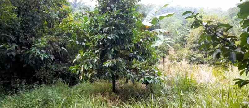 jual cepat tanah kebun manggis dan durian