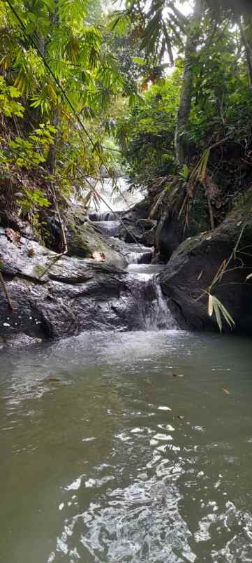 jual cepat tanah kebun manggis dan durian