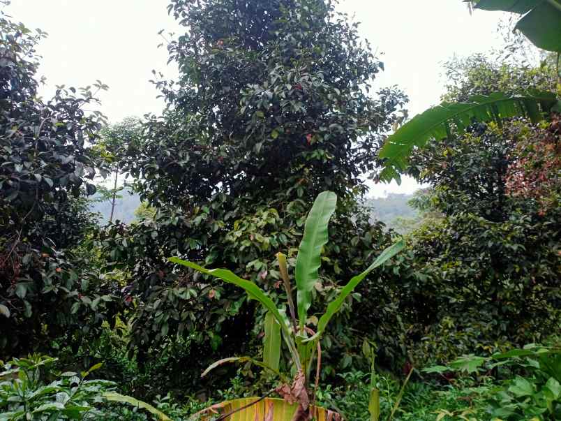 jual kebun manggis dan durian produktif di wanayasa