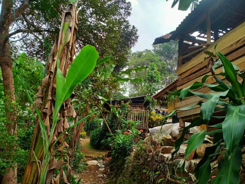 jual kebun manggis dan durian produktif di wanayasa