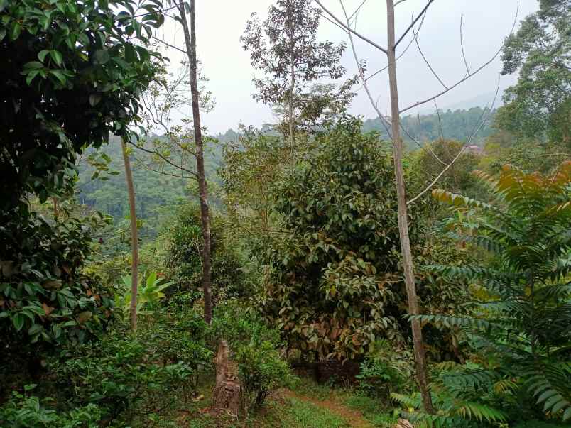 jual kebun manggis dan durian produktif di wanayasa