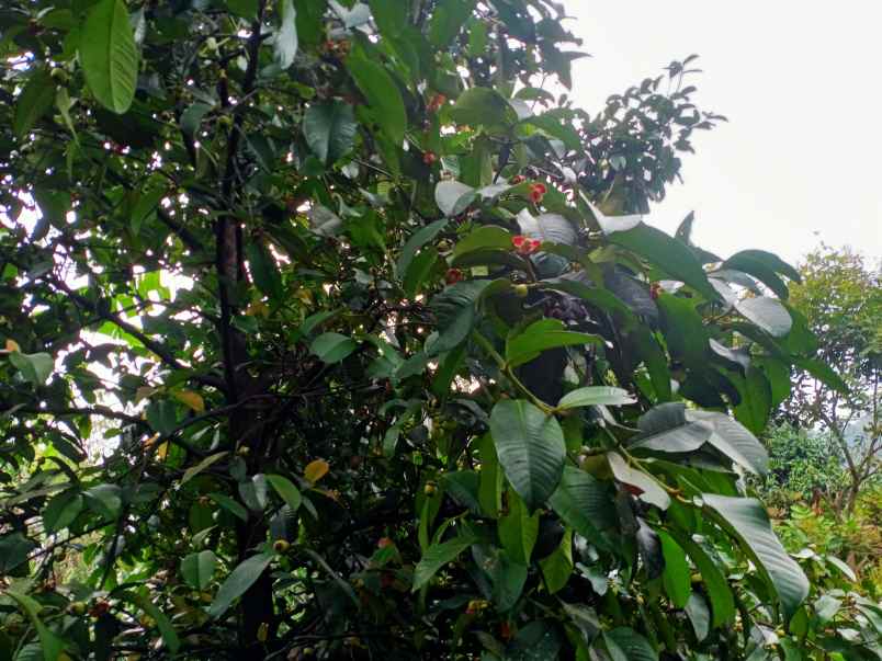 jual kebun manggis dan durian produktif di wanayasa