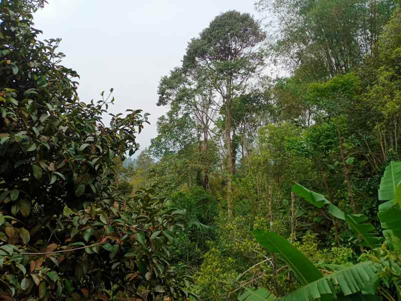 jual kebun manggis dan durian produktif di wanayasa