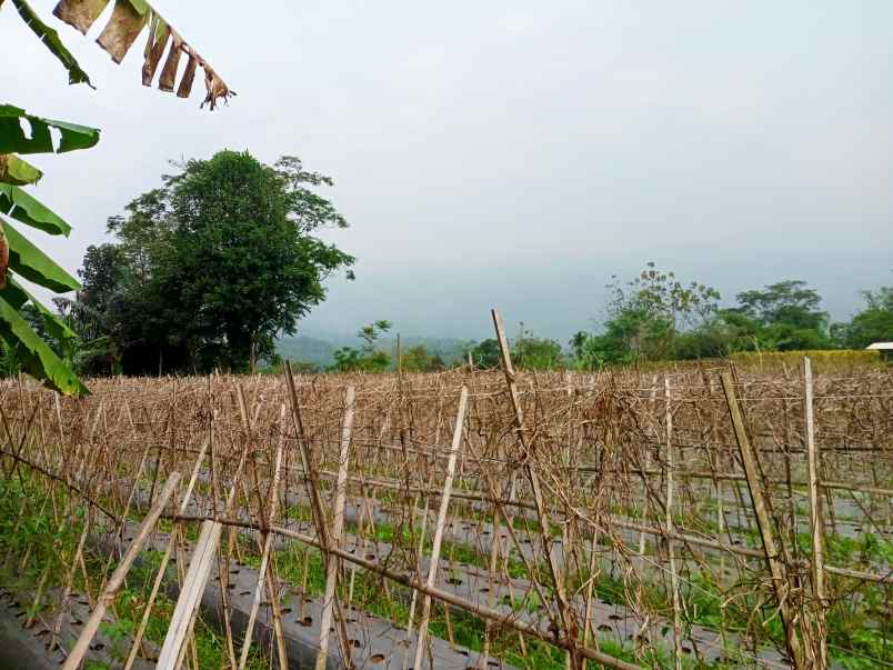 jual kebun manggis dan durian produktif di wanayasa