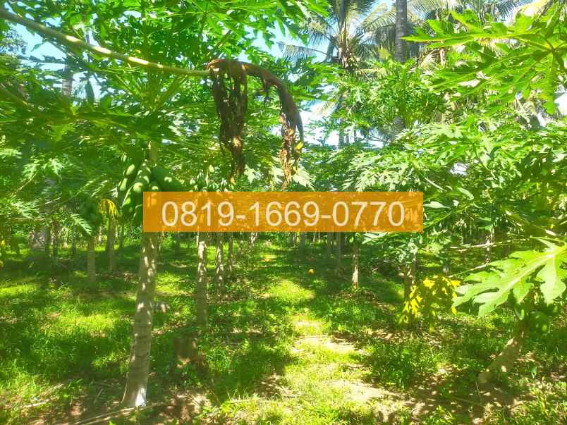 jual tanah denpasar gilimanuk 10575m2 94fe06