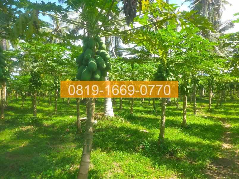 jual tanah denpasar gilimanuk 10575m2 94fe06