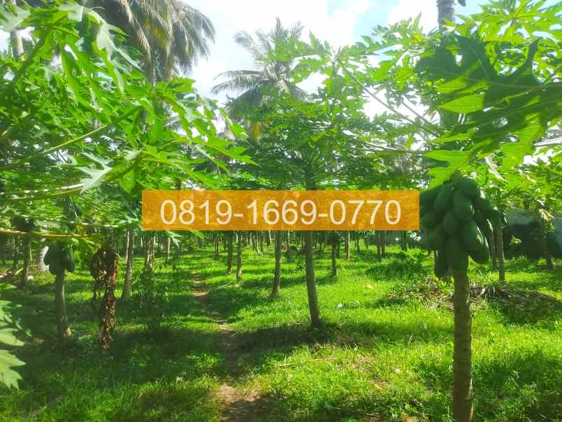 jual tanah denpasar gilimanuk 10575m2 94fe06