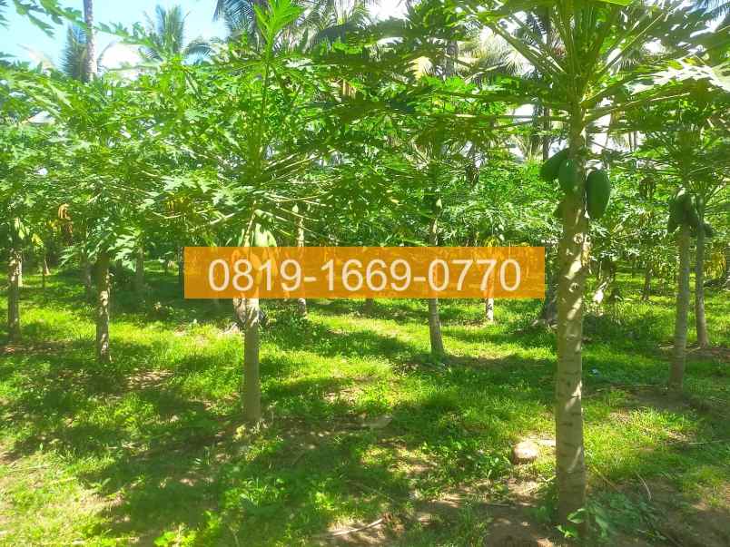 jual tanah denpasar gilimanuk 10575m2 94fe06