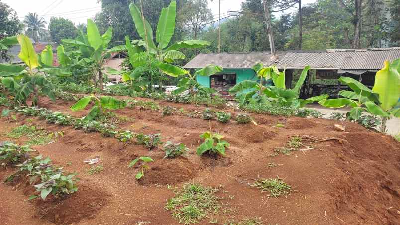 jual tanah kebun nempel jalan kabupaten