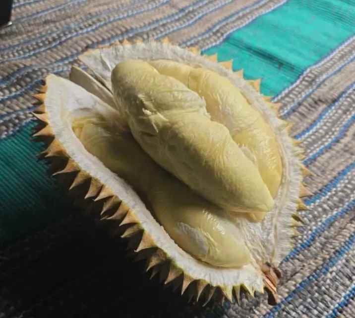 kebun durian cijambe subang jawa barat