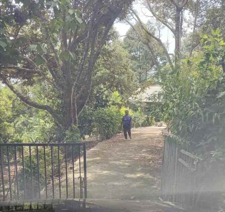 kebun durian cijambe subang jawa barat
