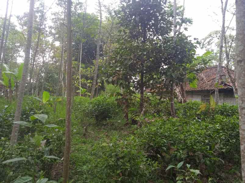 kebun produktif harga murah di purwakarta