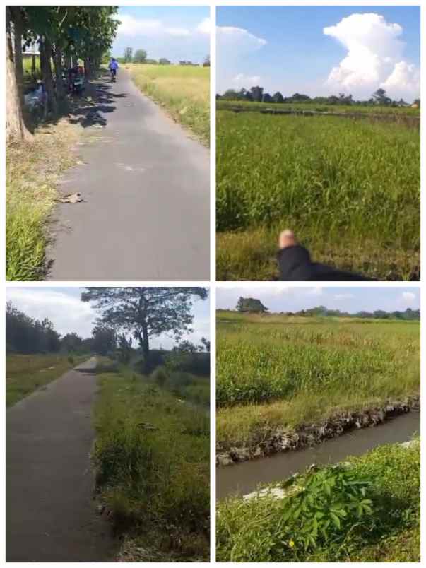 sawah 2250m2 dijual cepat 360jt dipolangarjo klaten