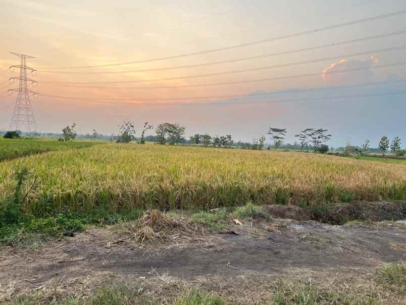 sawah strategis luas 2000m2 kedawung sragen