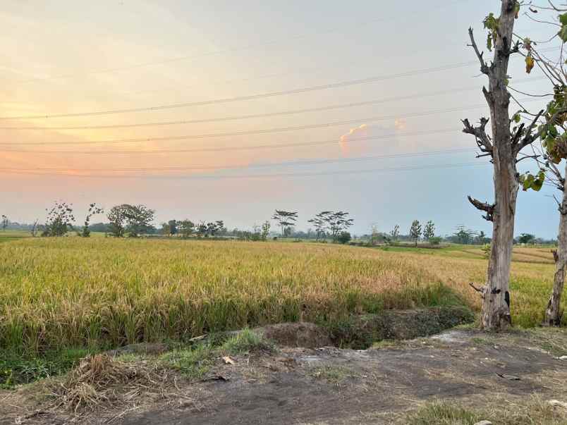 sawah strategis luas 2000m2 kedawung sragen
