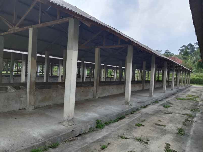 tanah bangunan kandang sapi 1000 ekor