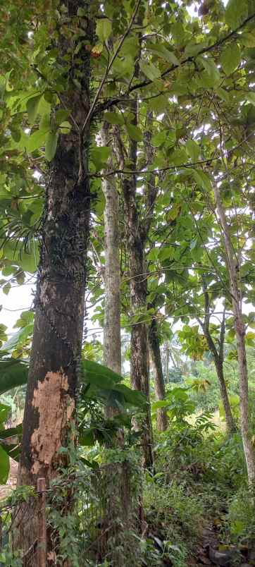 tanah dibogor cibuntu dan pohon jati