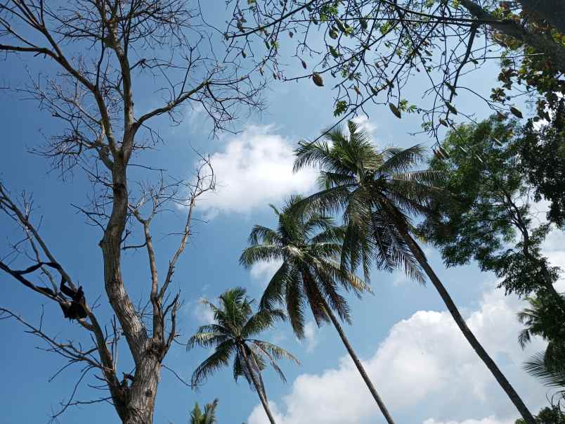 tanah jogja dijual dekat uii kaliurang shm p unit