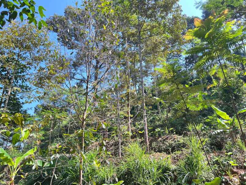 tanah kebun durian 1000m kemuning ngargoyoso