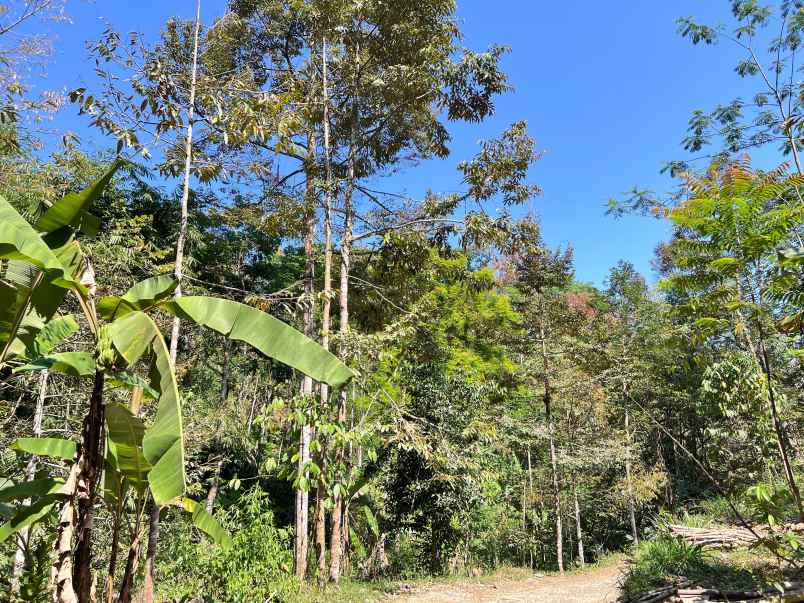 tanah kebun durian 1000m kemuning ngargoyoso