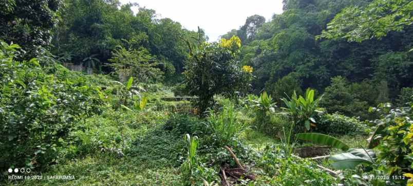 tanah kebun durian villa dan cafe cijeruk bogor